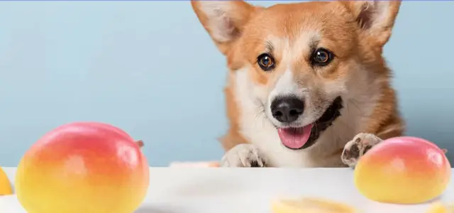Cachorro pode comer couve-rábano? Fatos aprovados pelo veterinário