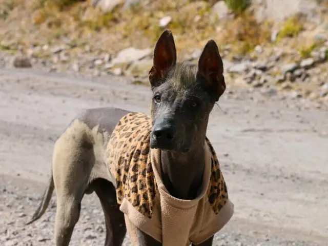 Anjing Berkembang Biak Apa Yang Menjadi Anjing Pengecut? Anjing Kartun Disajikan